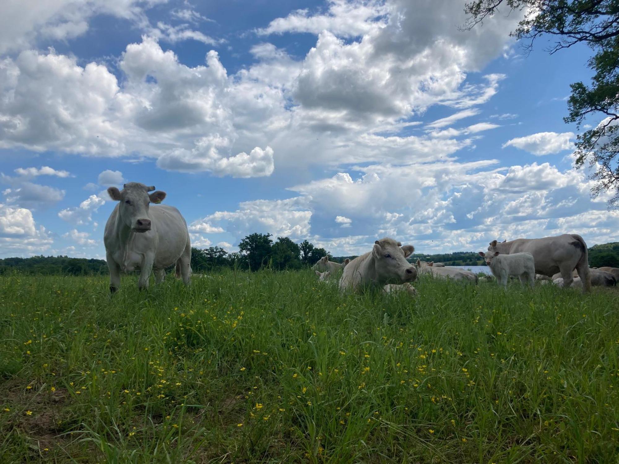 Gite A La Campagne Au Bord D'Un Lac 8 Personnes Saint-Quentin-sur-Charente Dış mekan fotoğraf